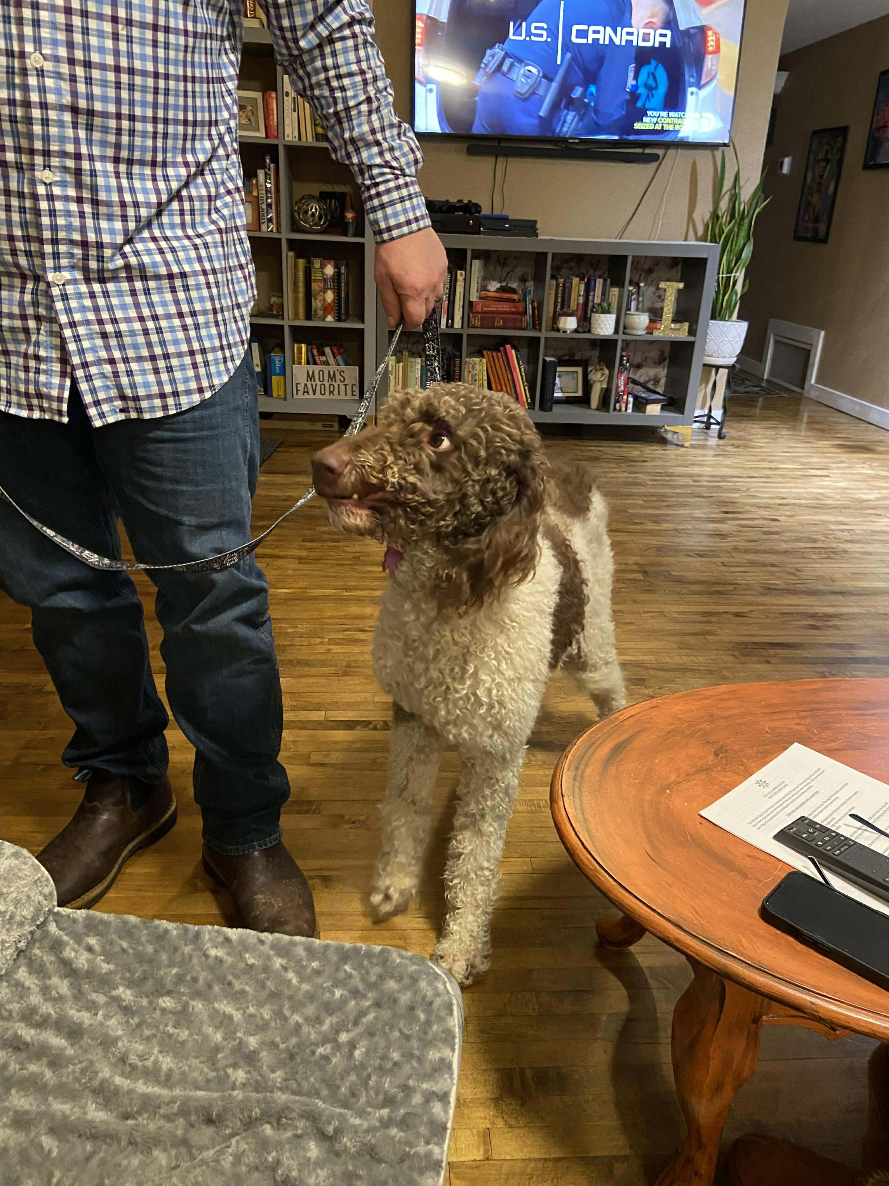 Pebbles, a ADOPTABLE mixed breed in Winlock, WA image 5/6