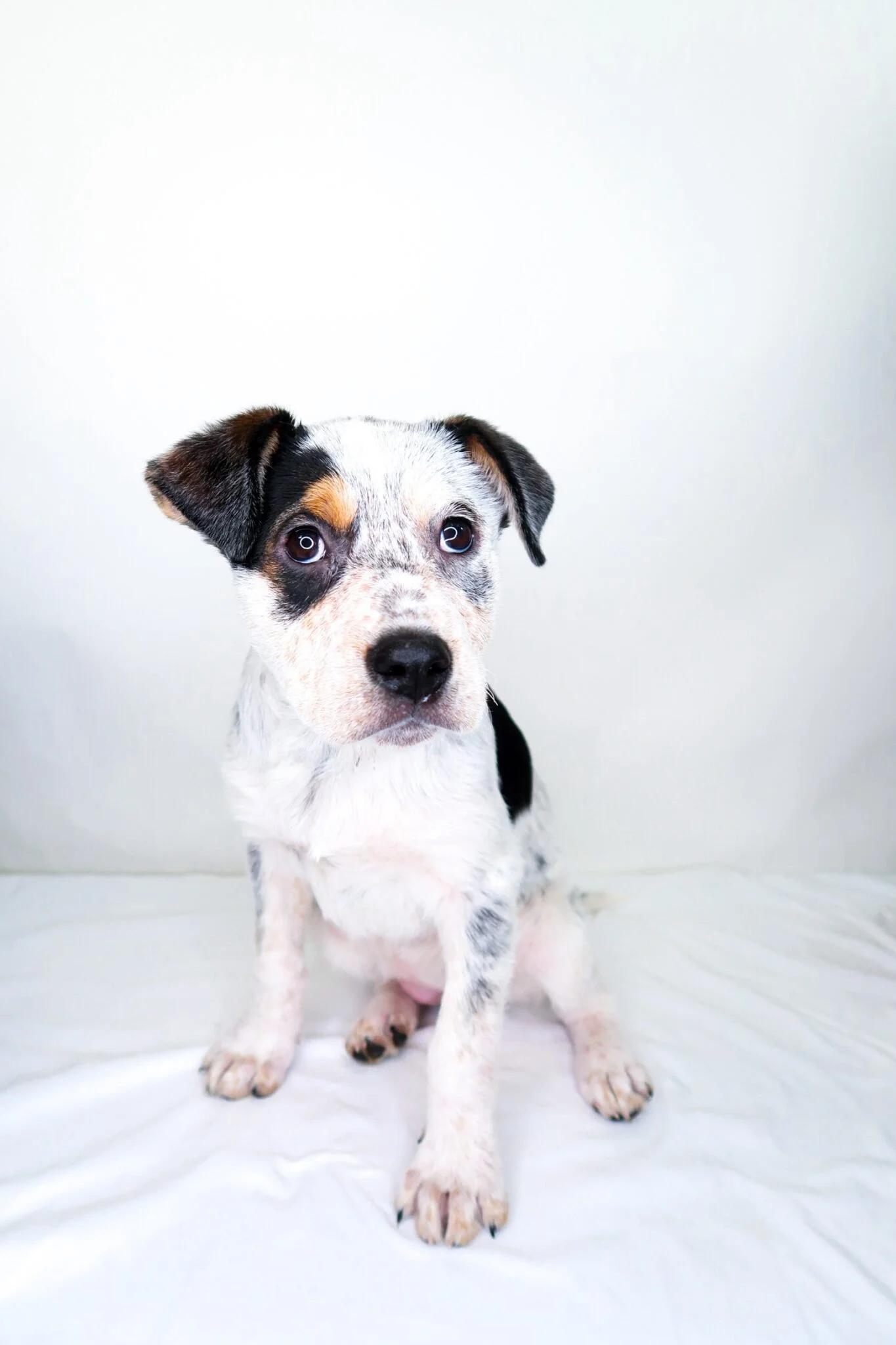 Enlarge Callie, a Adoptable mixed breed in Bixby, OK image 2/5