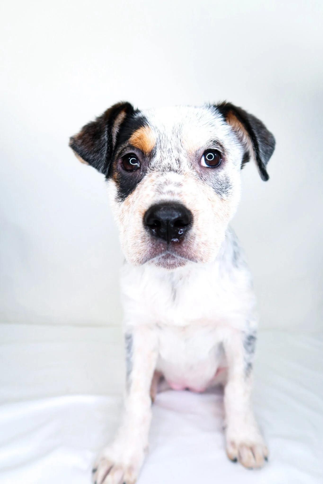 Enlarge Callie, a Adoptable mixed breed in Bixby, OK image 4/5