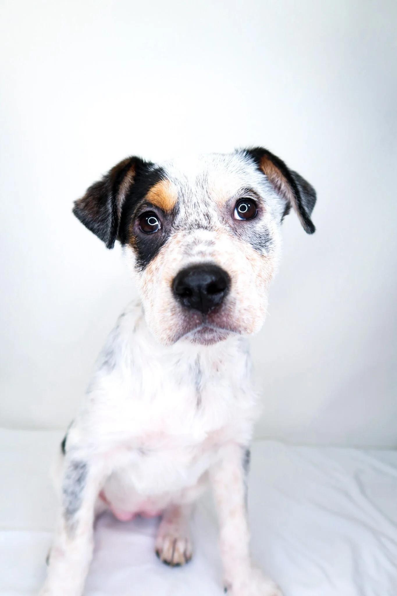 Enlarge Callie, a Adoptable mixed breed in Bixby, OK image 1/5