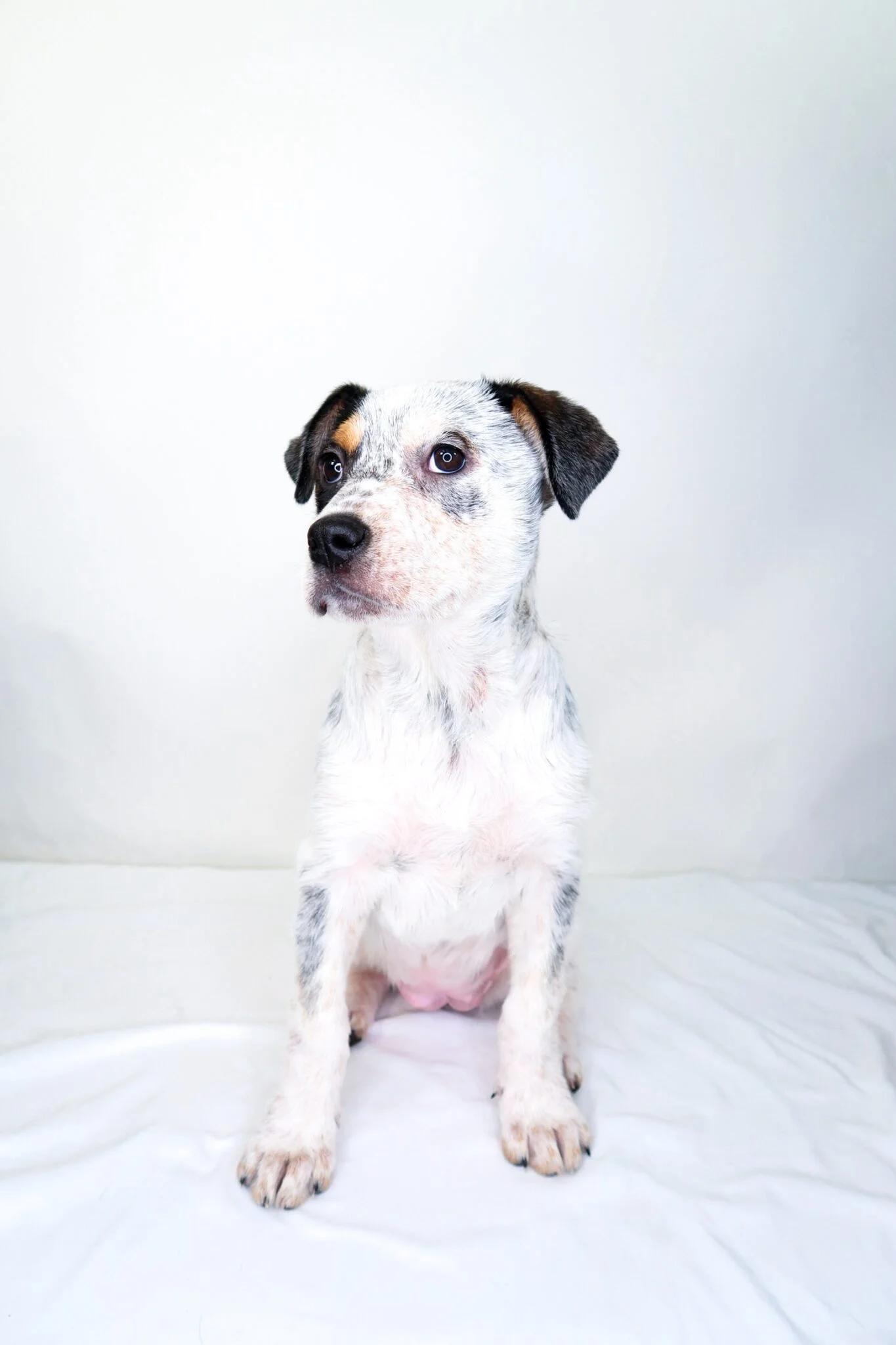 Enlarge Callie, a Adoptable mixed breed in Bixby, OK image 3/5