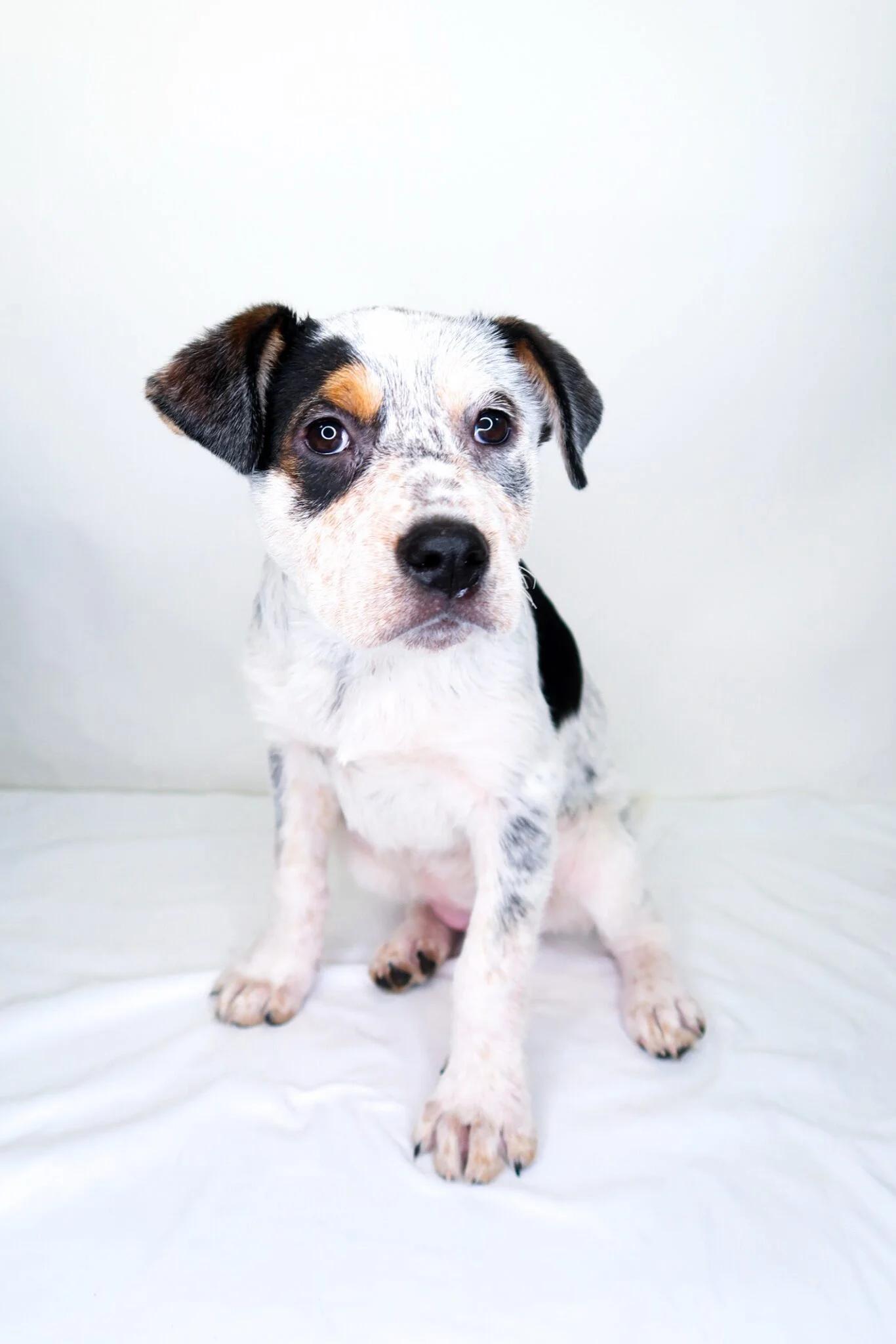 Enlarge Callie, a Adoptable mixed breed in Bixby, OK image 5/5