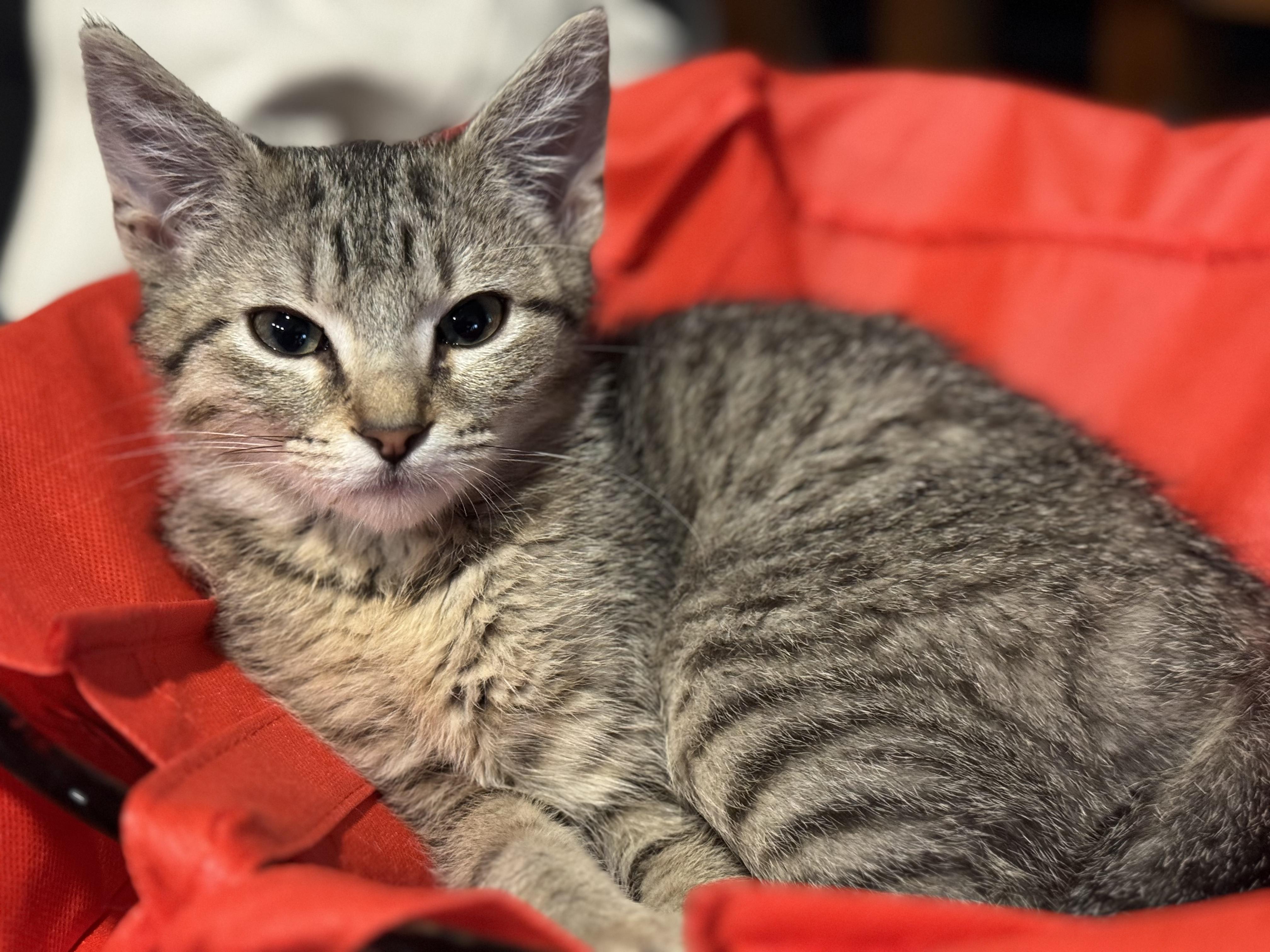 Luigi, Baby Male Domestic Short Hair