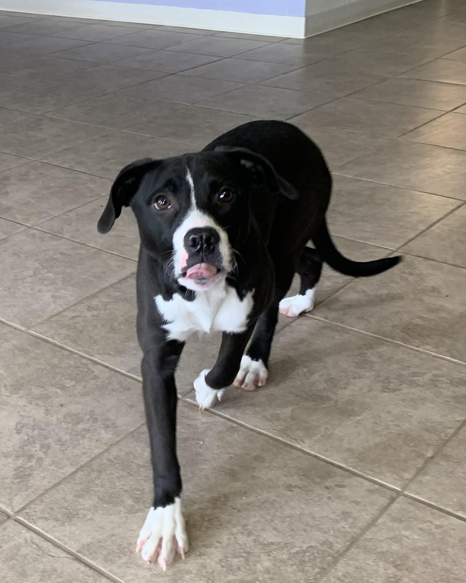 Enlarge Joy, a ADOPTABLE mixed breed in Massena, NY image 2/4