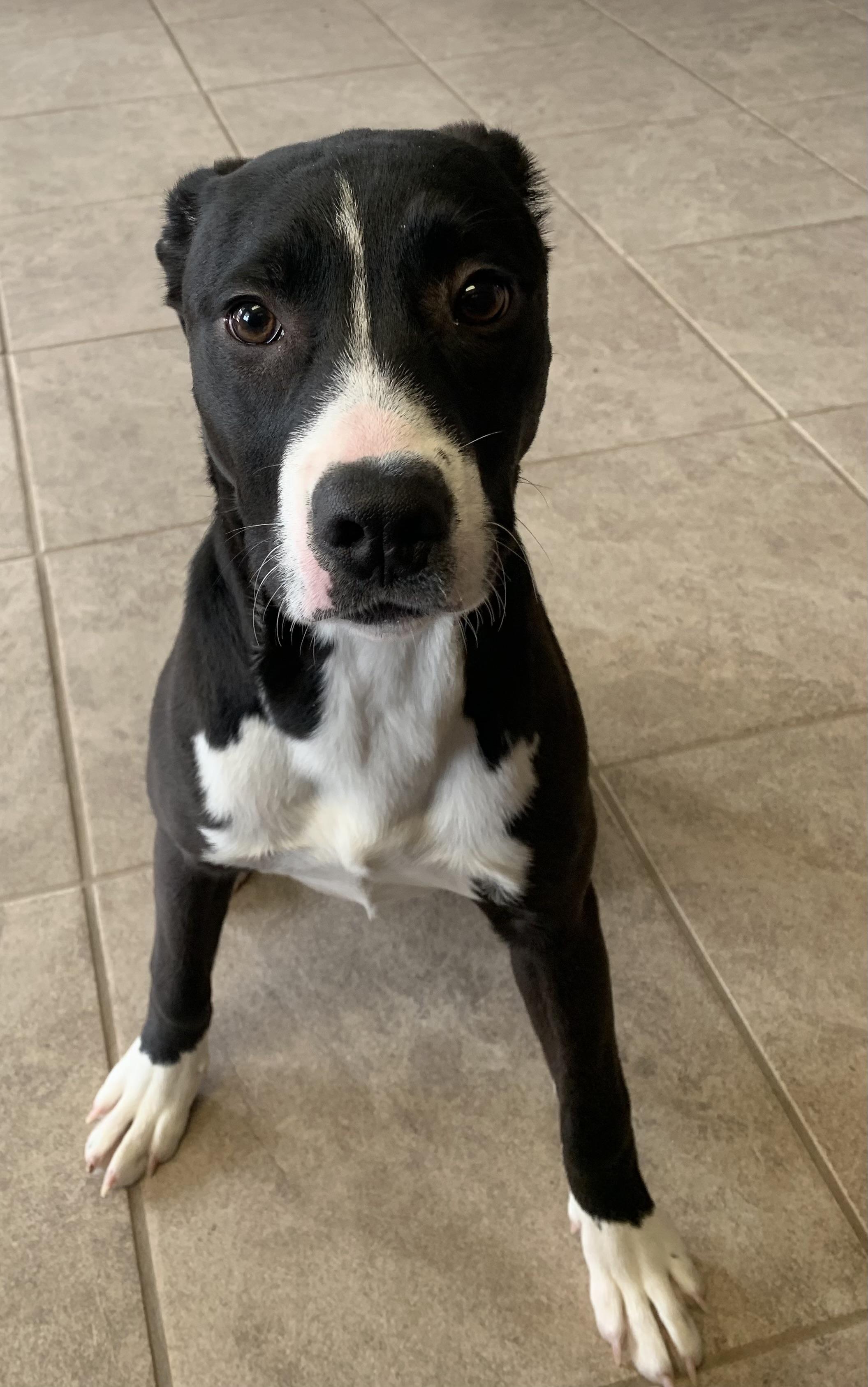 Joy, ADOPTABLE, Young Female American Staffordshire Terrier.