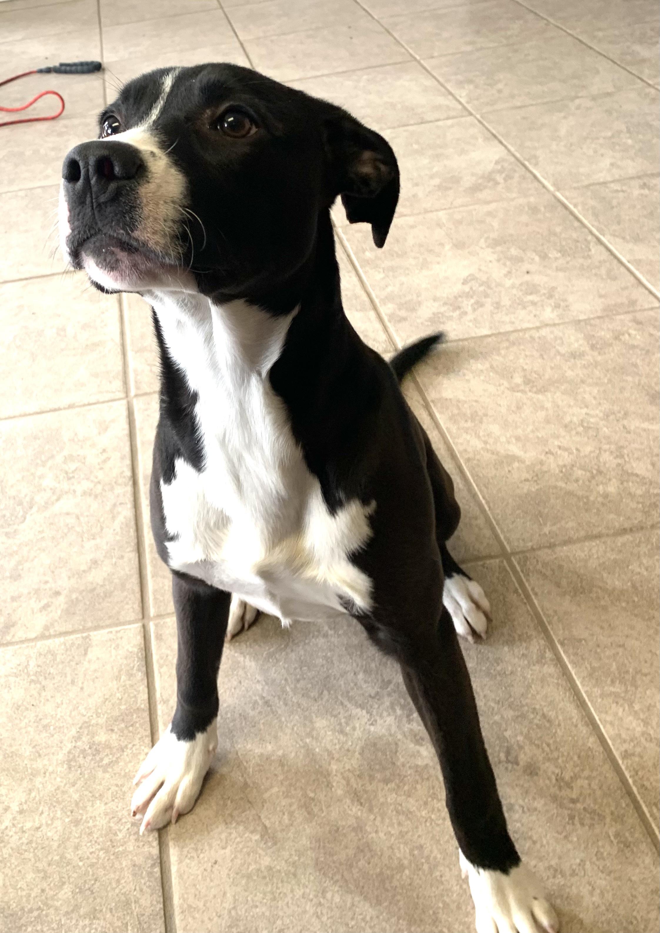 Enlarge Joy, a ADOPTABLE mixed breed in Massena, NY image 3/4