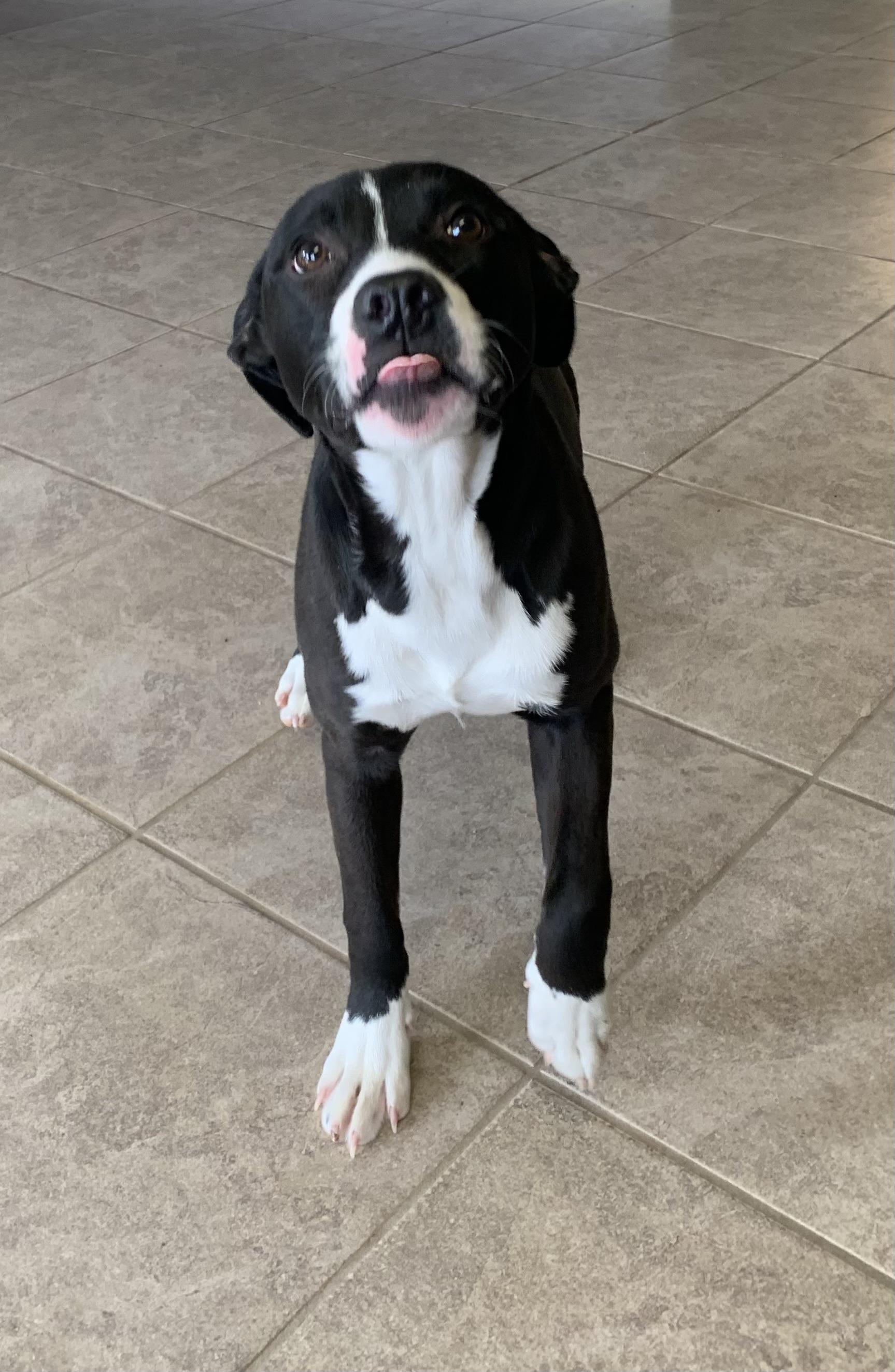 Enlarge Joy, a ADOPTABLE mixed breed in Massena, NY image 4/4