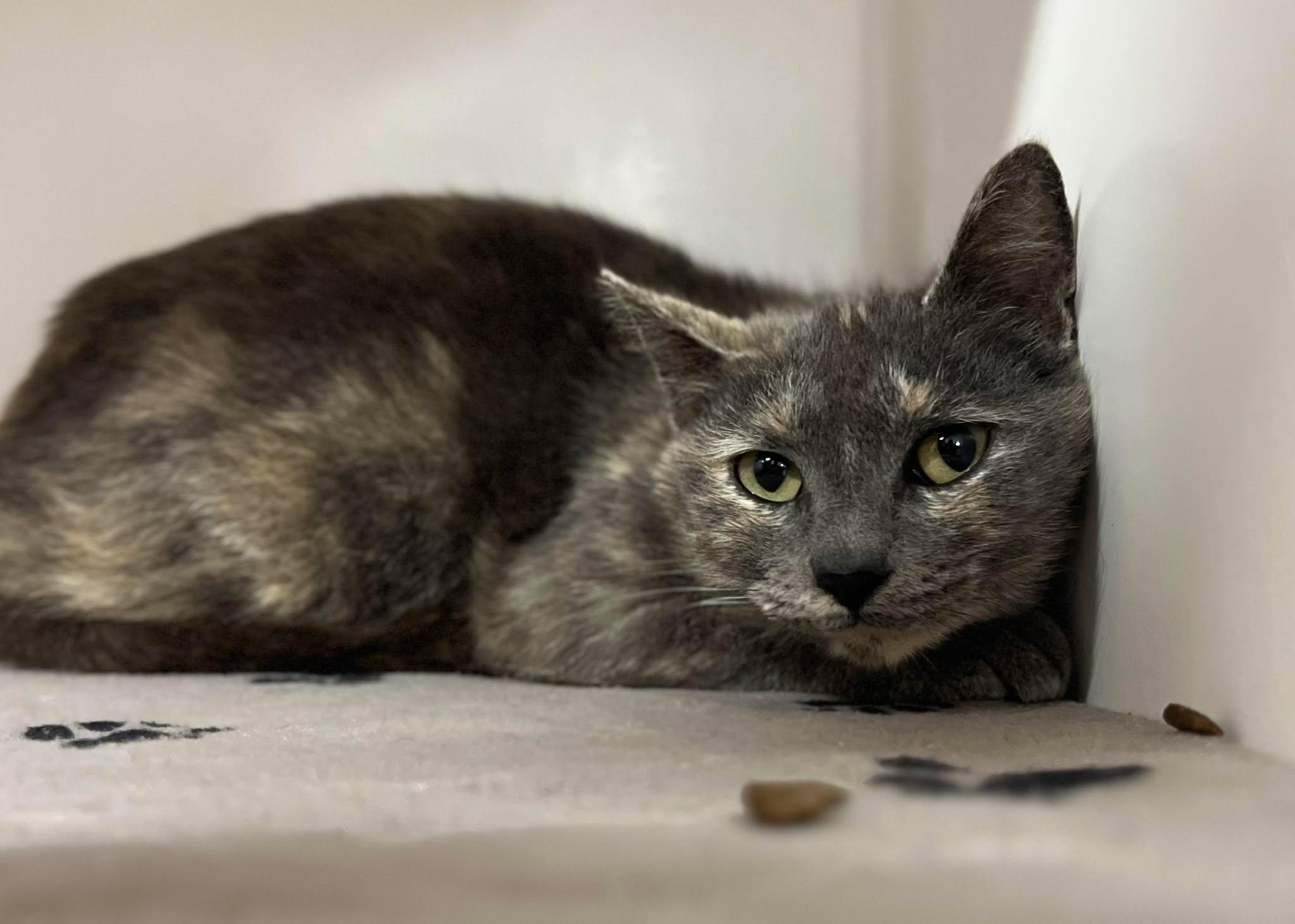 Purple (In Foster Home!), Young Female Domestic Short Hair