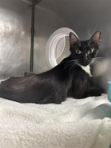 Enlarge MASCRAPONE, a Adoptable Domestic Medium Hair in Panama City, FL image 1/1