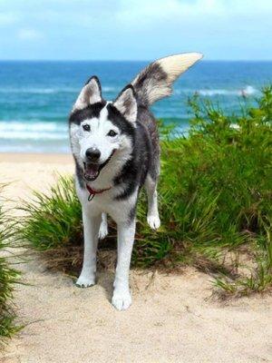 Jack, Adoptable, Adult Male Siberian Husky.