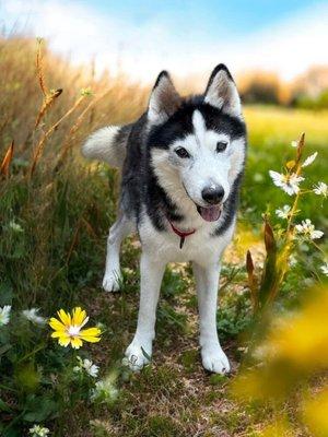 Jack, a Adoptable Siberian Husky in Winter Springs, FL image 2/3