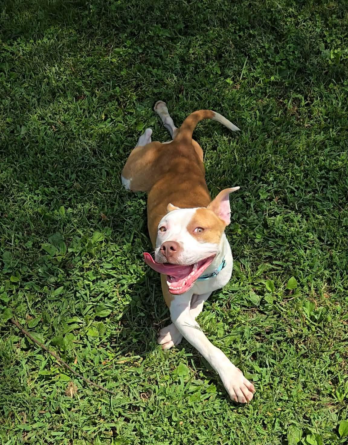 Blanche, a ADOPTABLE Mixed Breed in Point Pleasant, WV image 4/4