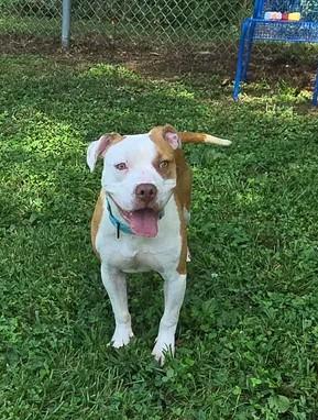 Blanche, a ADOPTABLE Mixed Breed in Point Pleasant, WV image 3/4