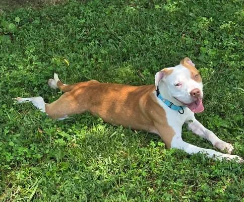 Blanche, a ADOPTABLE Mixed Breed in Point Pleasant, WV image 2/4