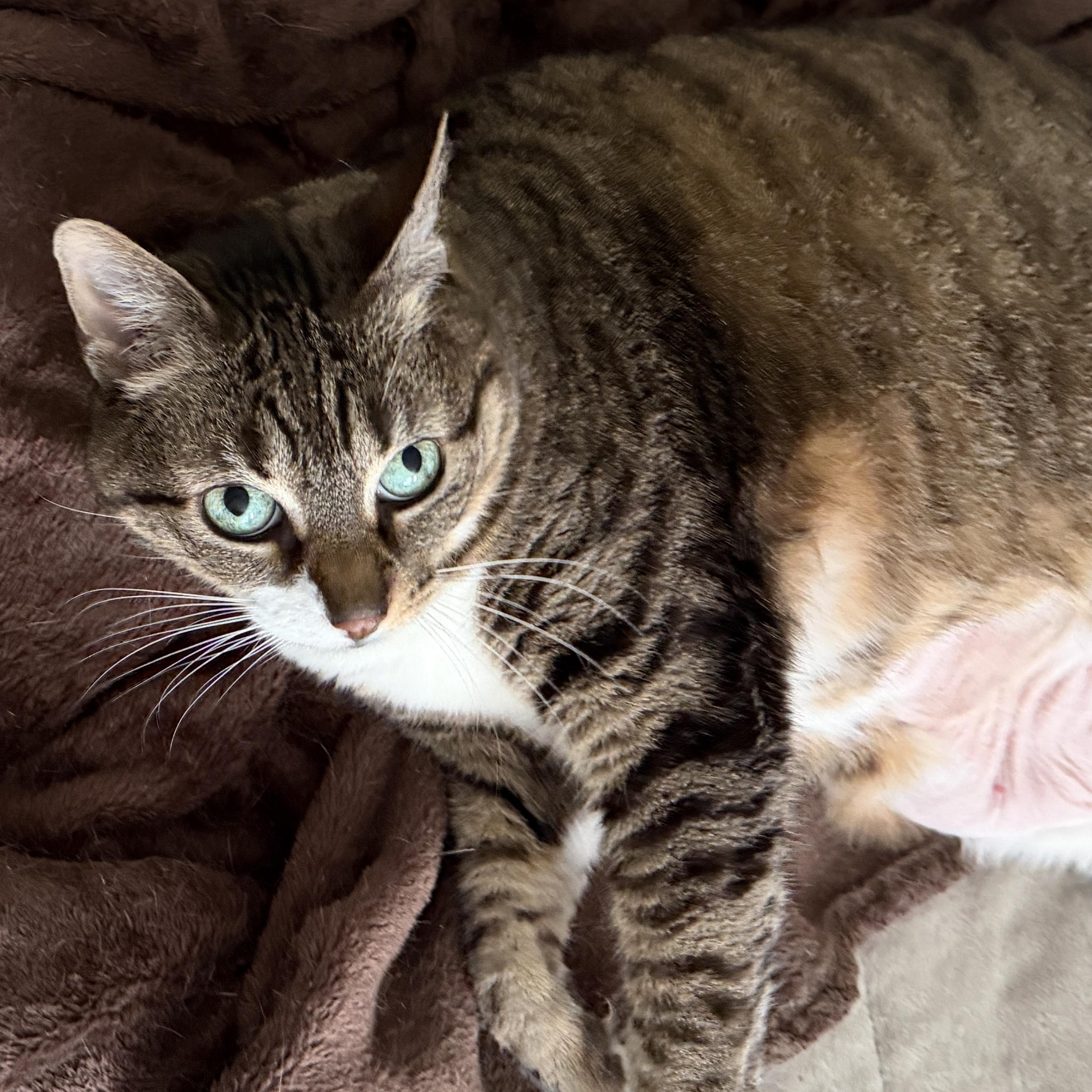 Milly, ADOPTABLE, Senior Female Domestic Short Hair.