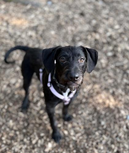 Snax, Adoptable, Puppy Female Pit Bull Terrier & Mixed Breed.