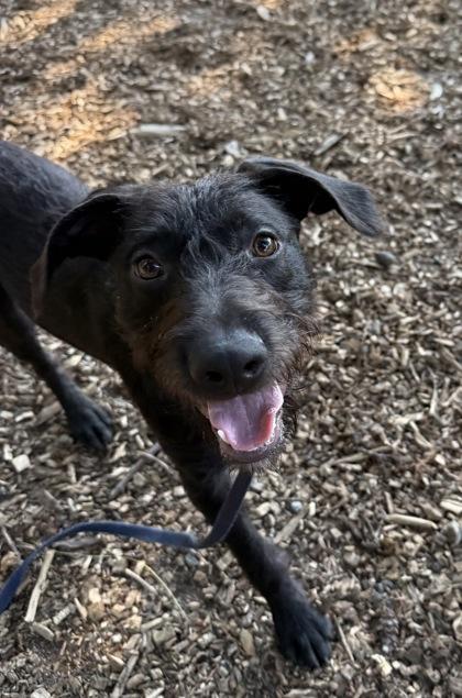 Enlarge Snax, a Adoptable mixed breed in Burlington, WA image 2/3