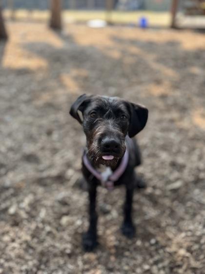 Enlarge Snax, a Adoptable mixed breed in Burlington, WA image 3/3