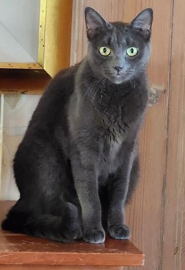 Enlarge Nicky Slater, a Adoptable Russian Blue in St Petersburg, FL image 1/6