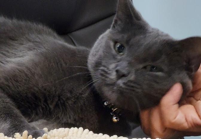 Enlarge Nicky Slater, a Adoptable Russian Blue in St Petersburg, FL image 2/6