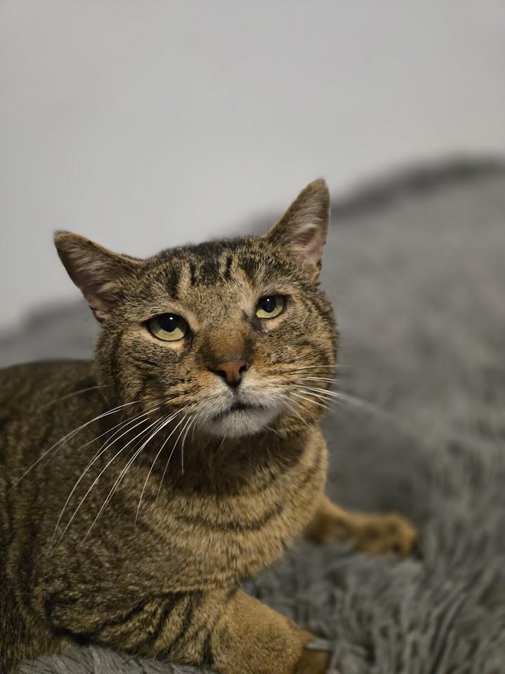 Charly, ADOPTABLE, Adult Male Tabby.