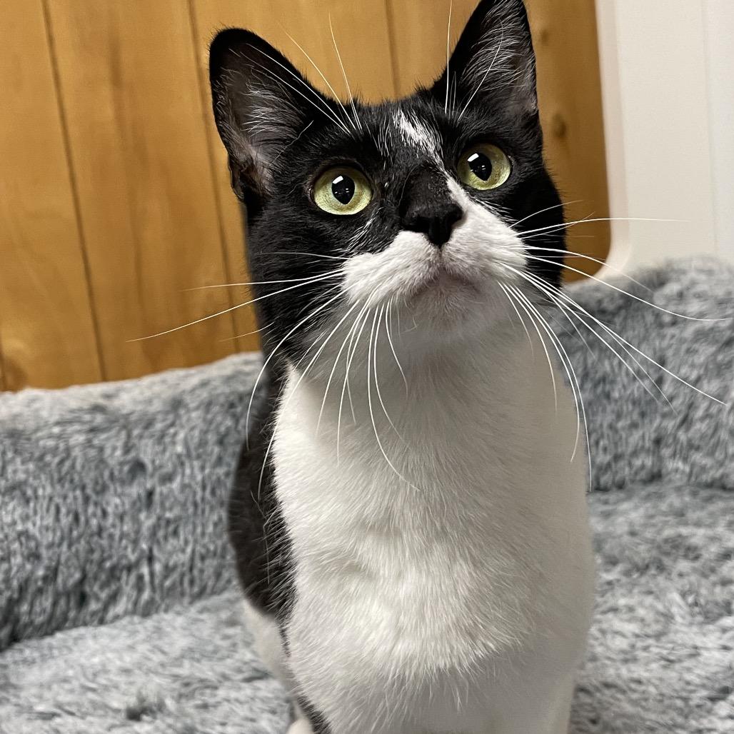 KITTY KRISSIE