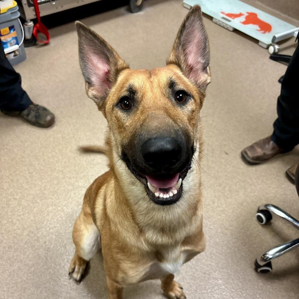 Hanz, Adoptable, Young Male German Shepherd Dog & Belgian Shepherd / Malinois.