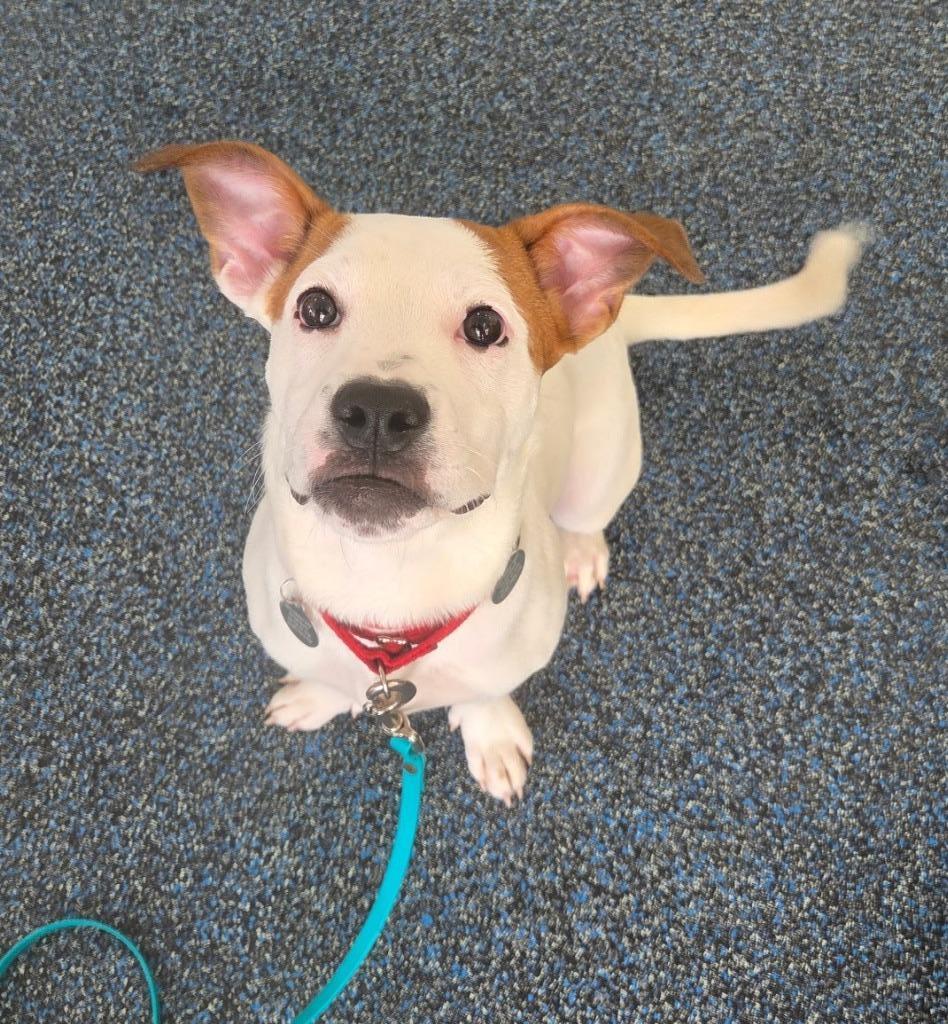 Edie, Adoptable, Puppy Female Terrier.