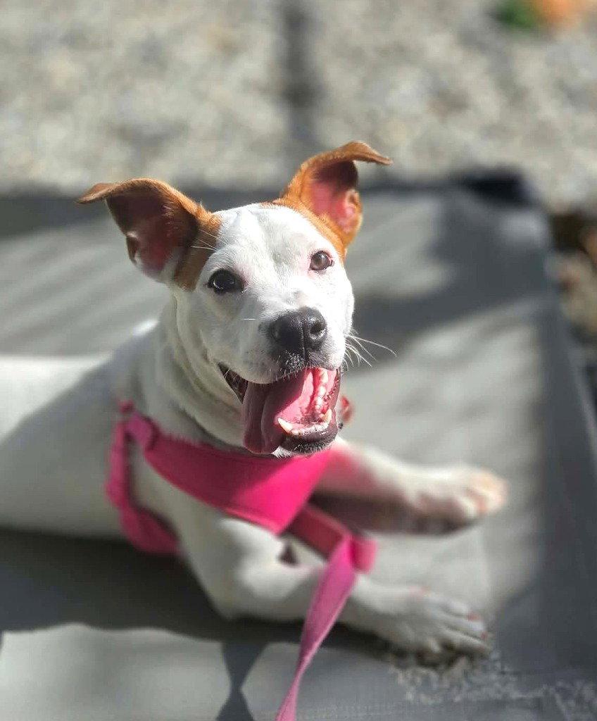Enlarge Edie, a Adoptable Terrier in Sayreville, NJ image 2/3