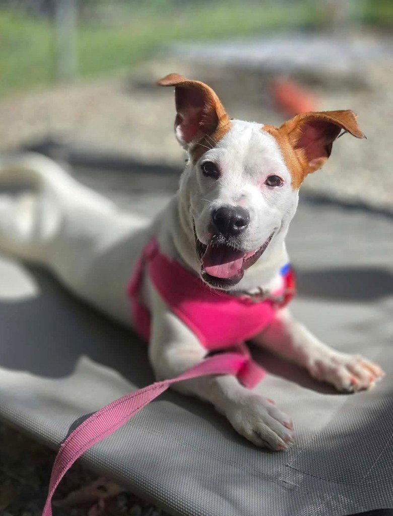 Enlarge Edie, a Adoptable Terrier in Sayreville, NJ image 3/3