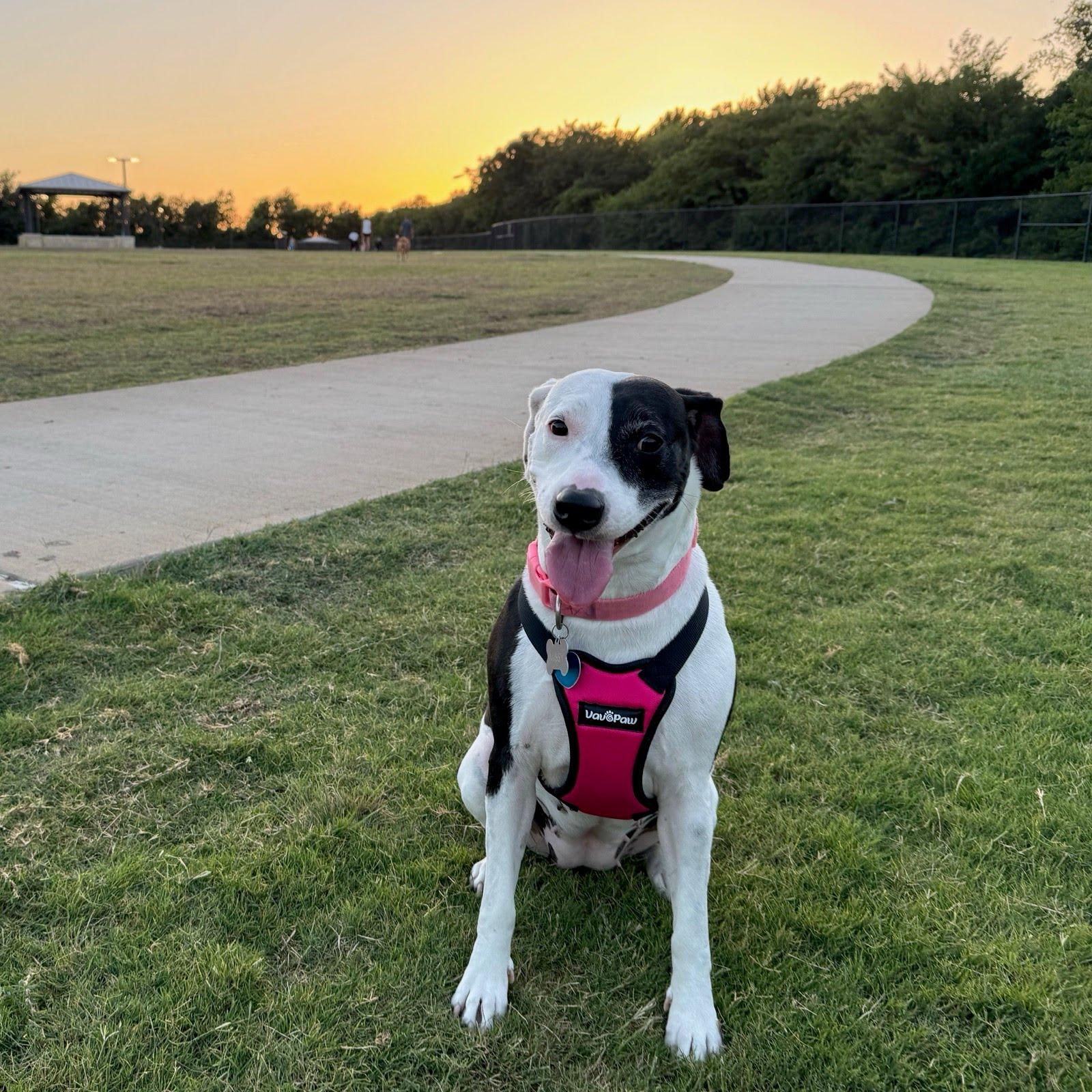Enlarge Missy, an adopted mixed breed in Cross Roads, TX image 4/6