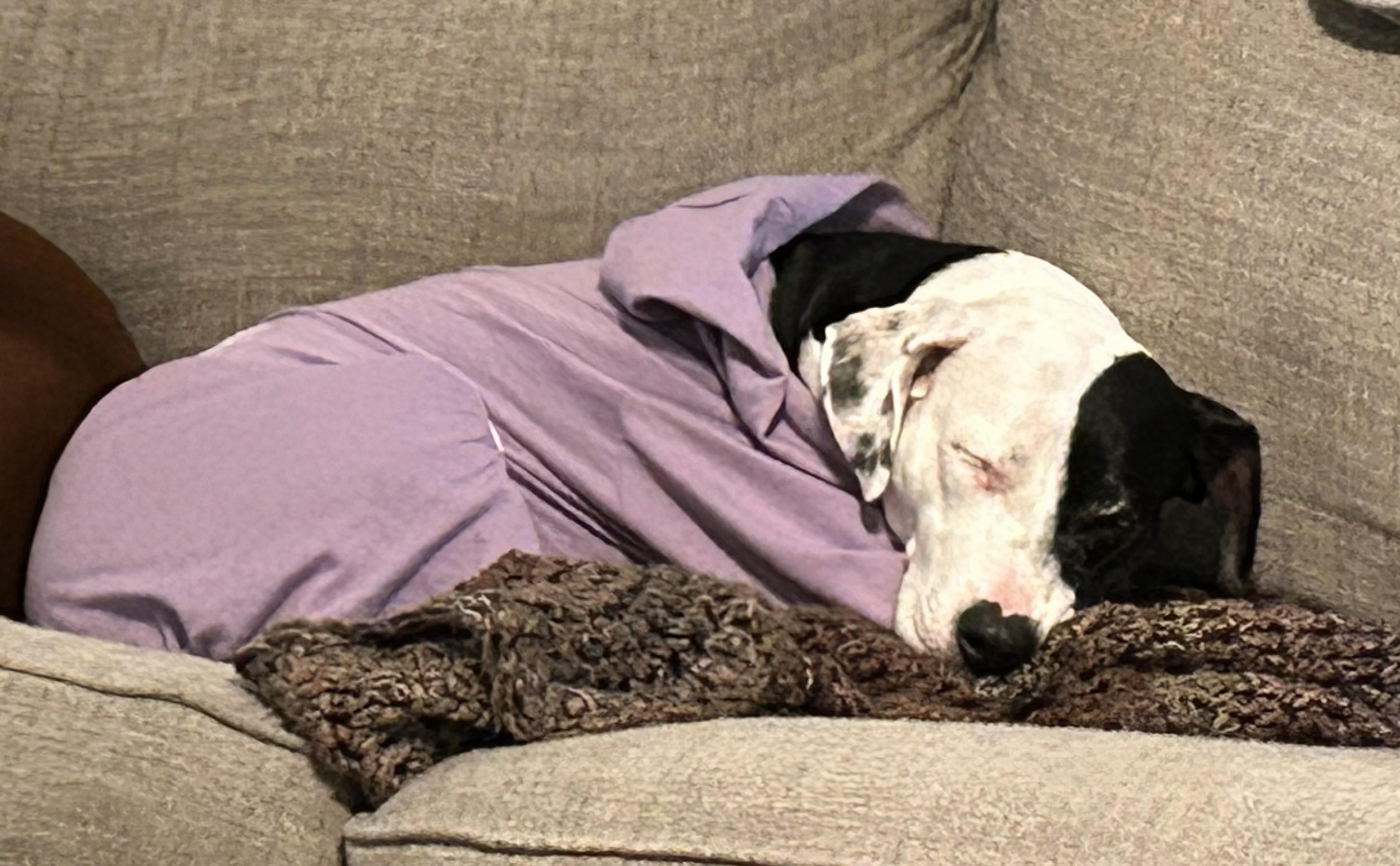 Enlarge Missy, an adopted mixed breed in Cross Roads, TX image 3/6