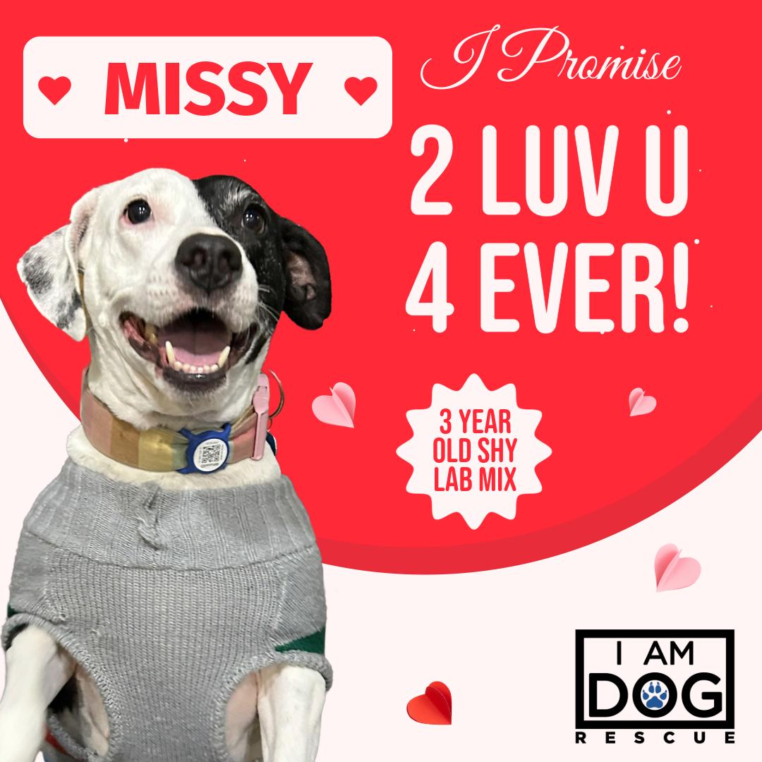 Missy, ADOPTABLE, Adult Female Labrador Retriever.