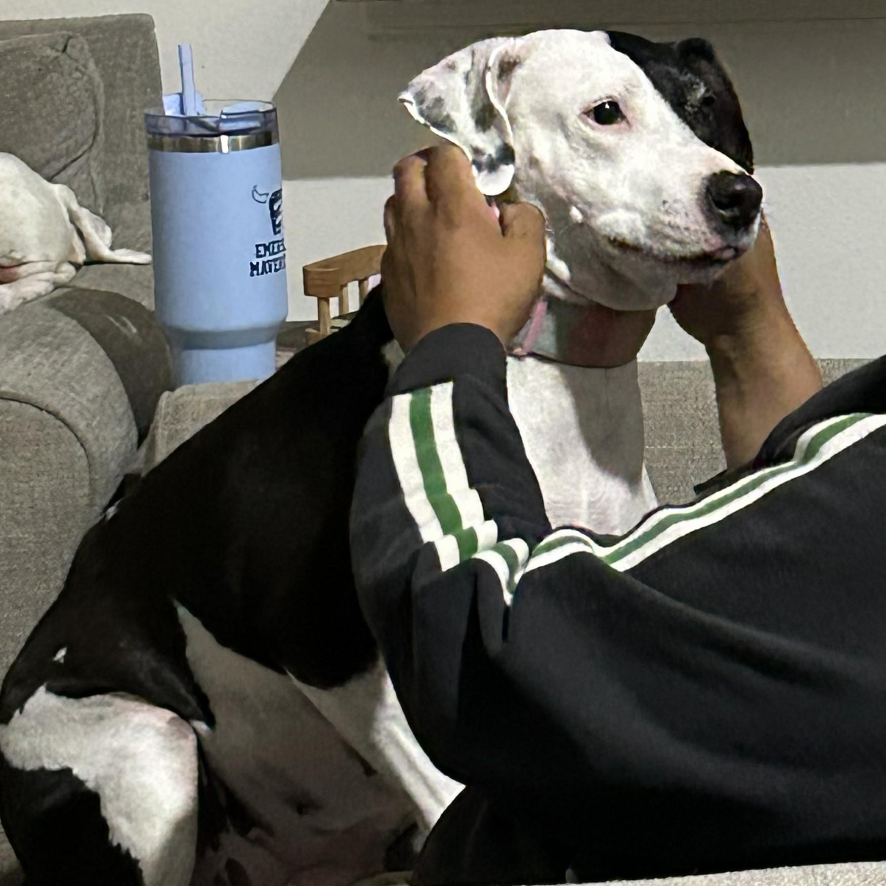 Enlarge Missy, an adopted mixed breed in Cross Roads, TX image 2/6