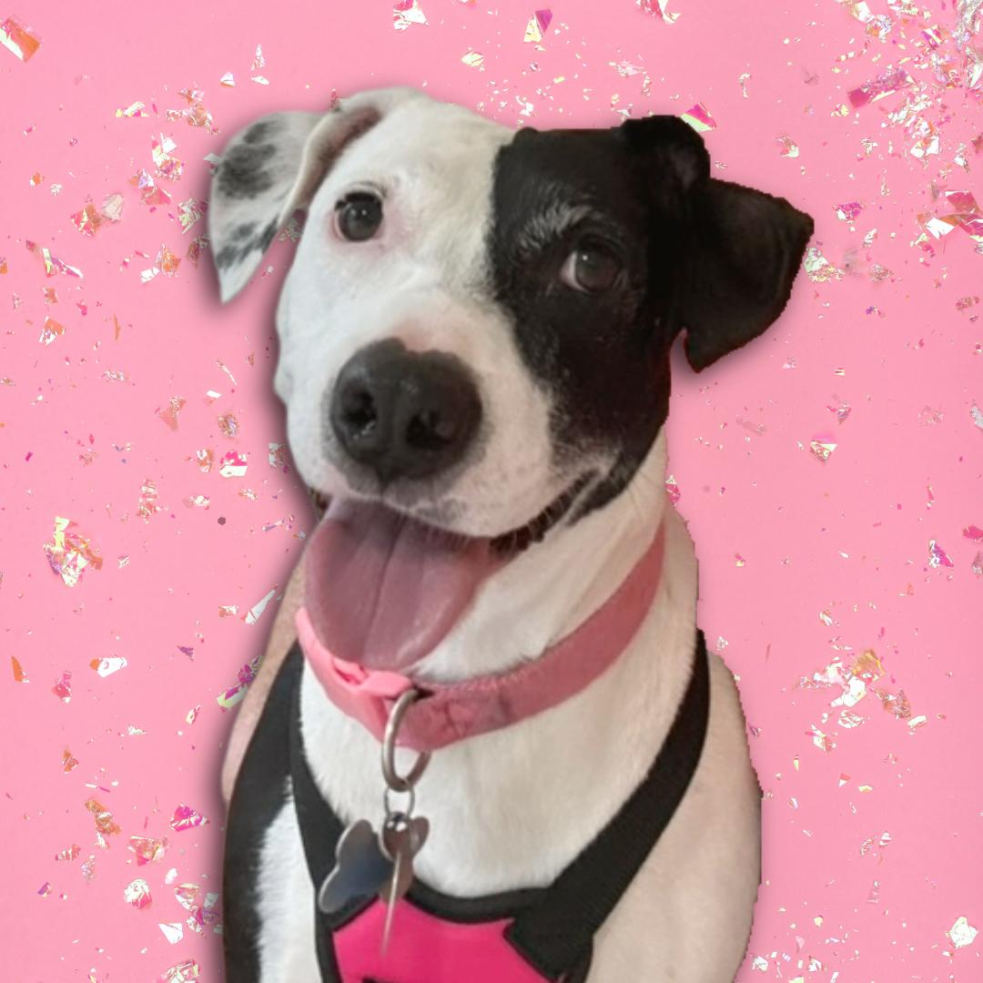 Enlarge Missy, an adopted mixed breed in Cross Roads, TX image 5/6