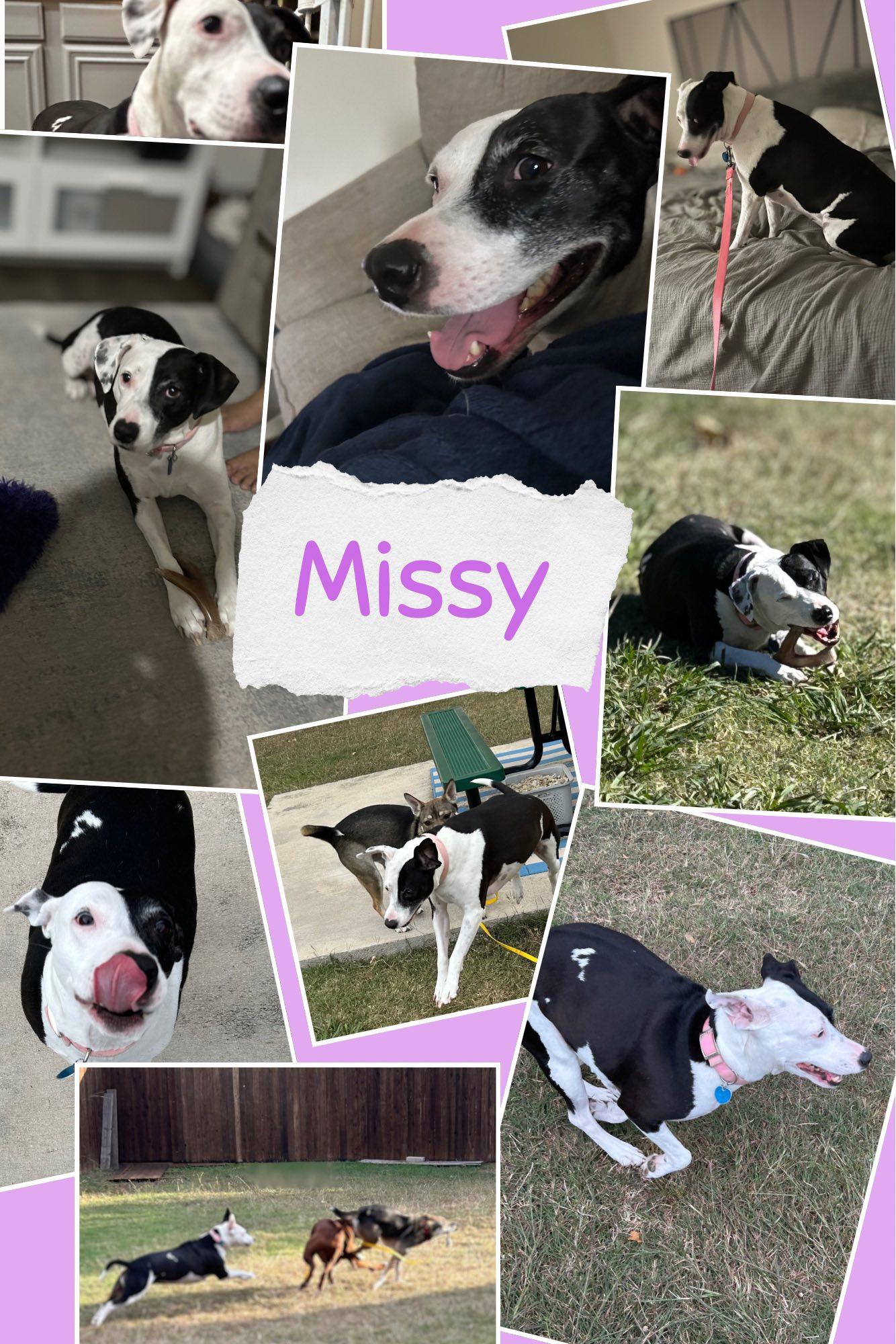 Enlarge Missy, an adopted mixed breed in Cross Roads, TX image 6/6