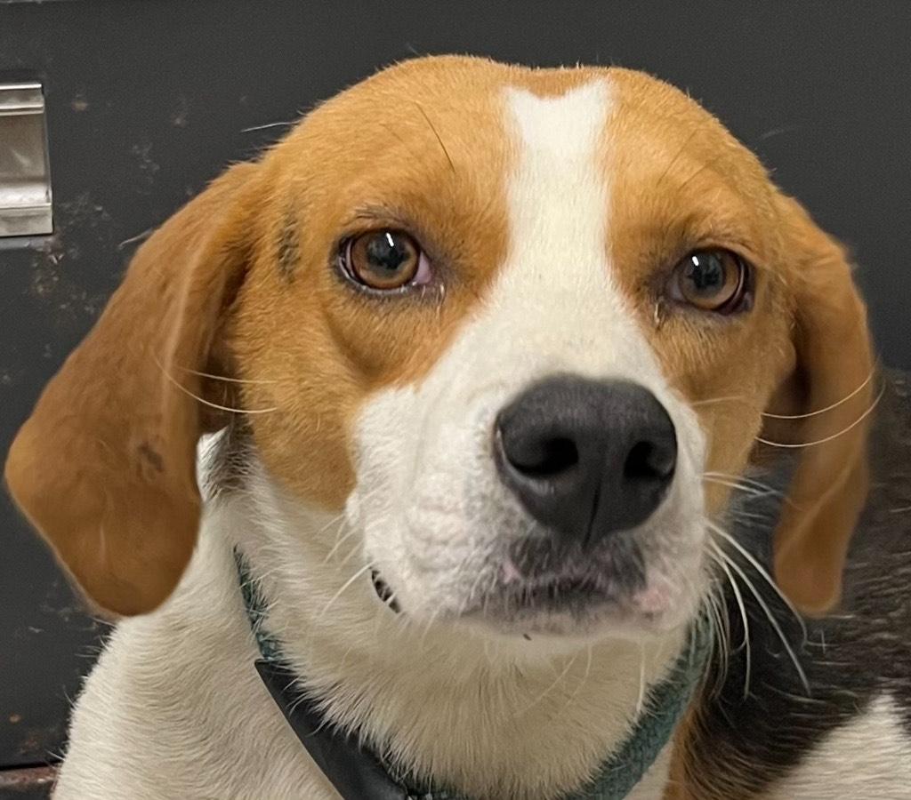 Tracker, handsome, sweet small beagle mix boy, Perfect Pet !!