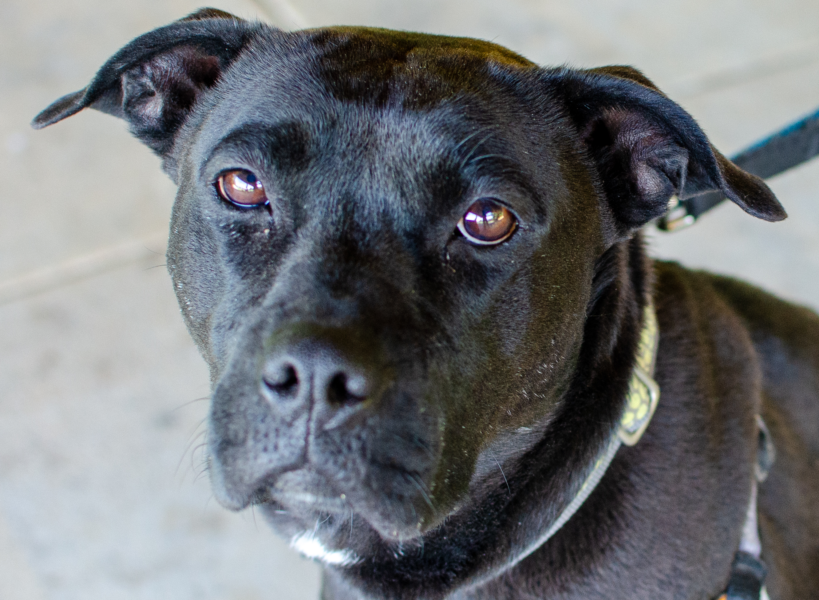 Zoe, a Adoptable mixed breed in Midlothian, VA image 1/9