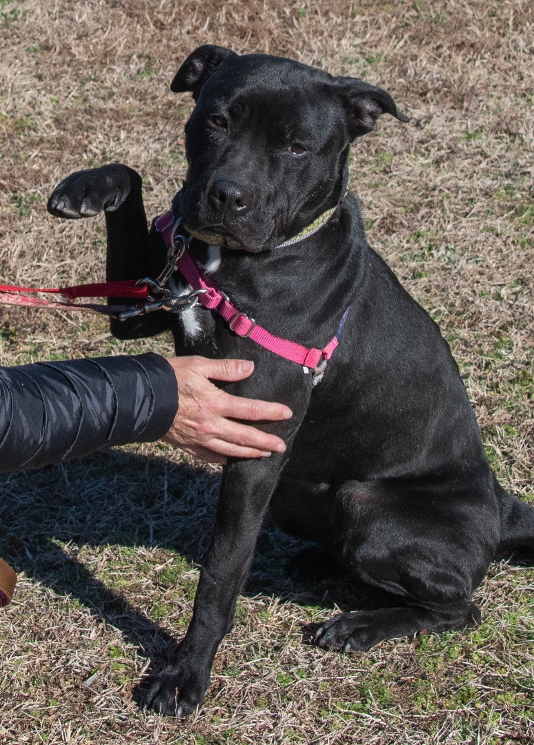 Zoe, a Adoptable mixed breed in Midlothian, VA image 6/9