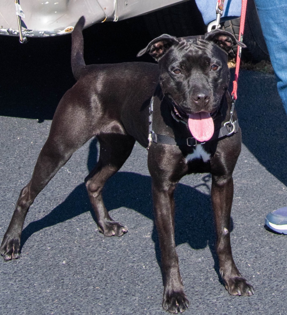 Enlarge Zoe, a Adoptable mixed breed in Midlothian, VA image 7/9