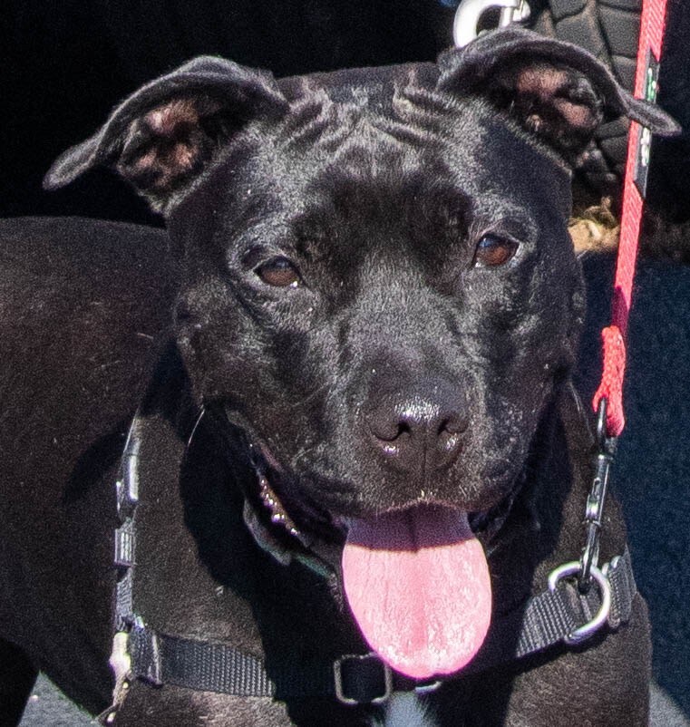 Enlarge Zoe, a Adoptable mixed breed in Midlothian, VA image 9/9