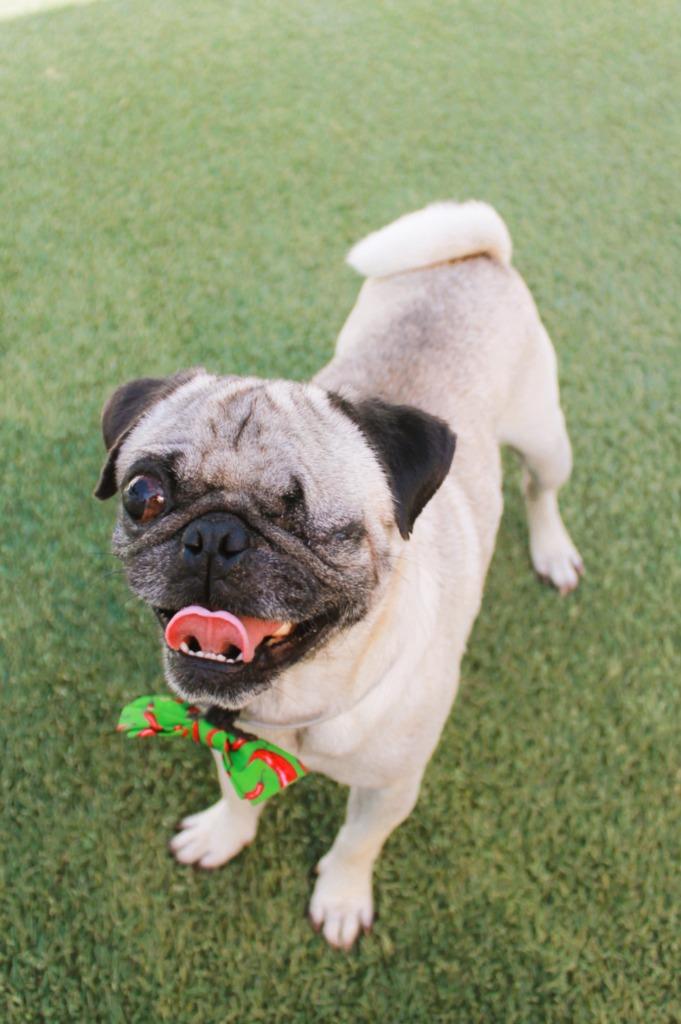 Enlarge Monte Cristo, a Adoptable Pug in Gardena, CA image 1/6