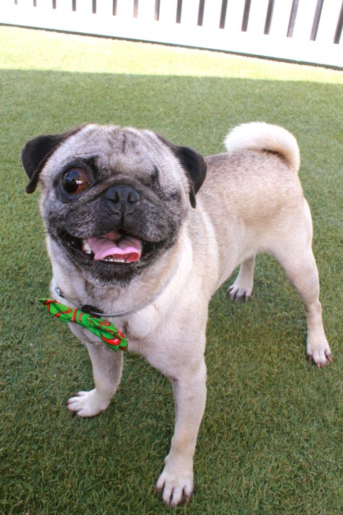Enlarge Monte Cristo, a Adoptable Pug in Gardena, CA image 2/6