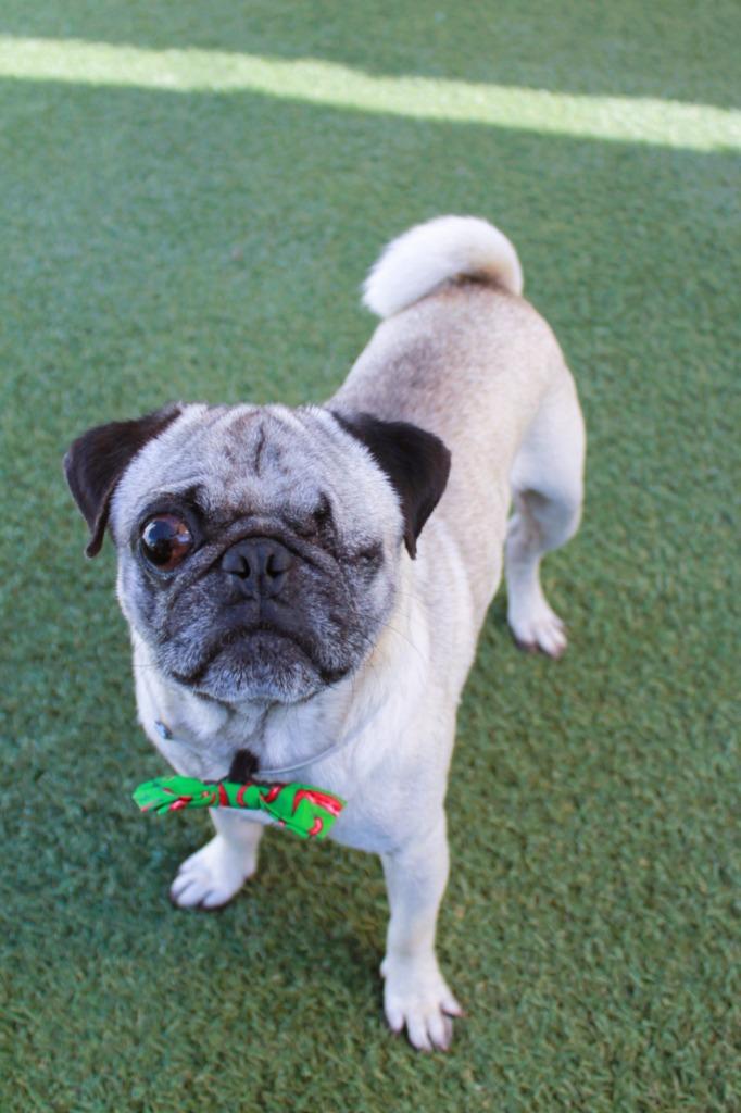 Enlarge Monte Cristo, a Adoptable Pug in Gardena, CA image 3/6