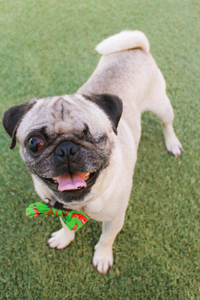 Enlarge Monte Cristo, a Adoptable Pug in Gardena, CA image 4/6