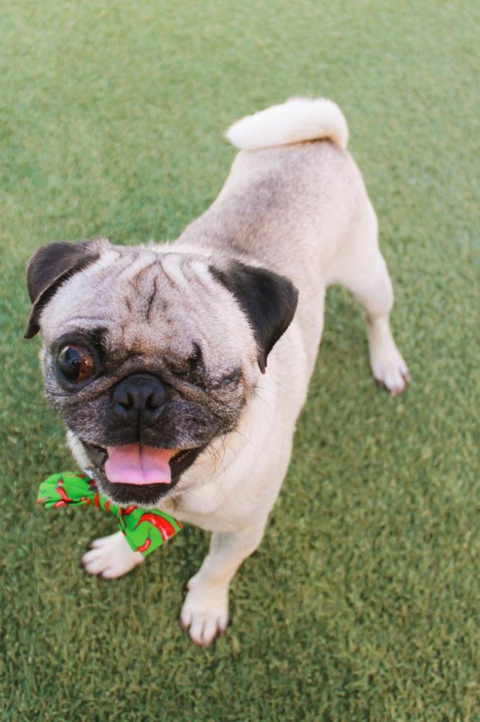 Enlarge Monte Cristo, a Adoptable Pug in Gardena, CA image 5/6