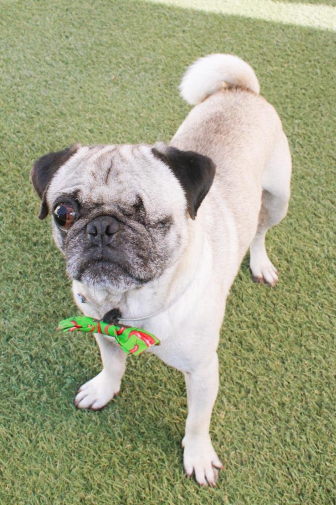 Enlarge Monte Cristo, a Adoptable Pug in Gardena, CA image 6/6