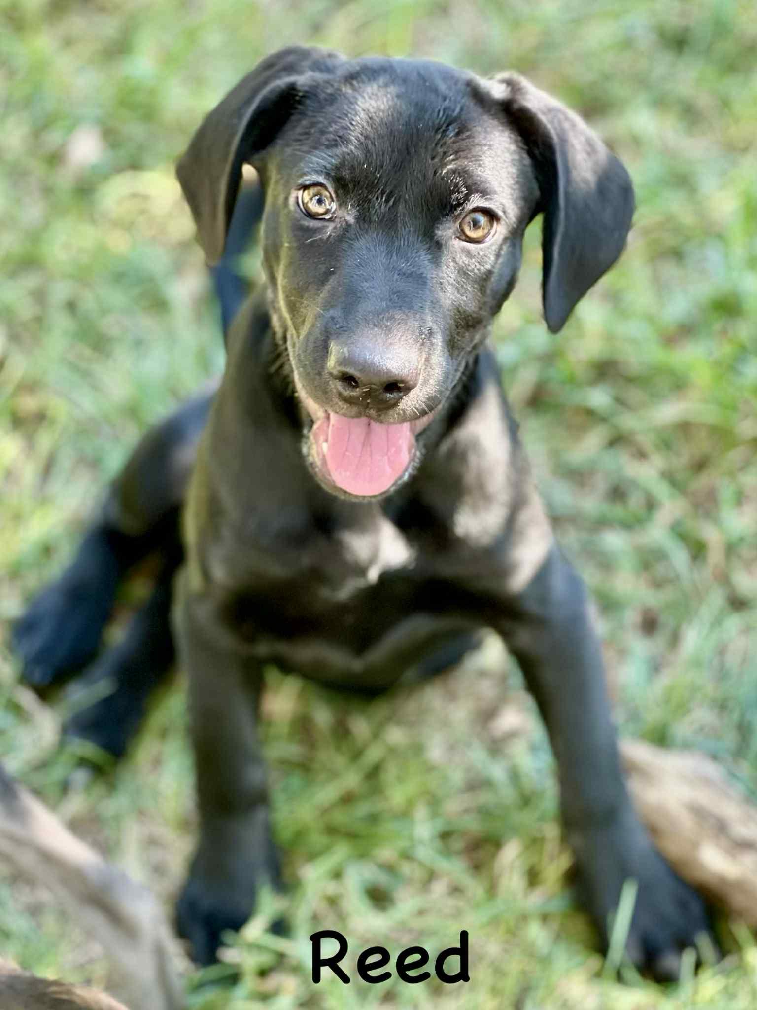 Reed 1