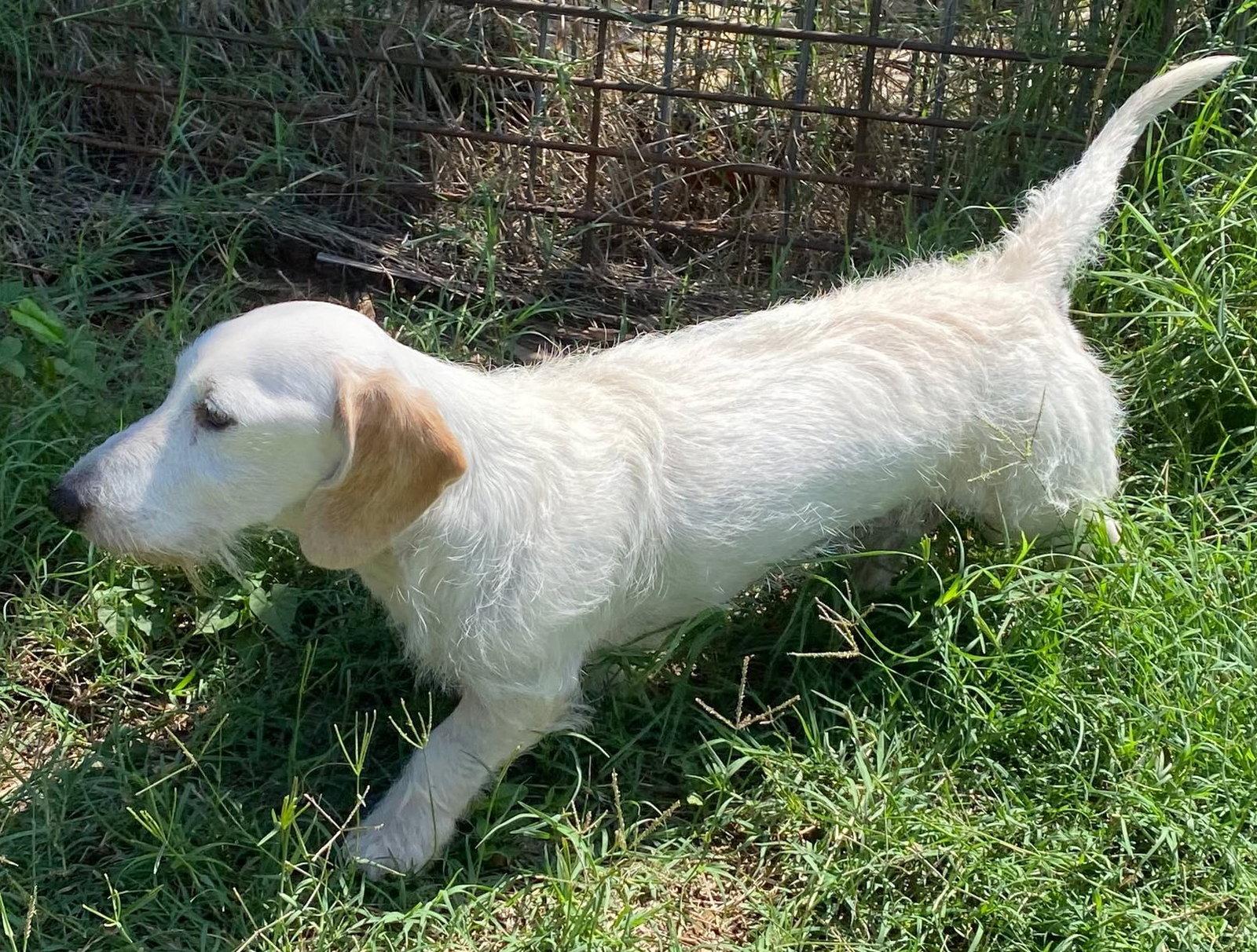 Otto Doxie TX, Adoptable, Senior Male Dachshund.