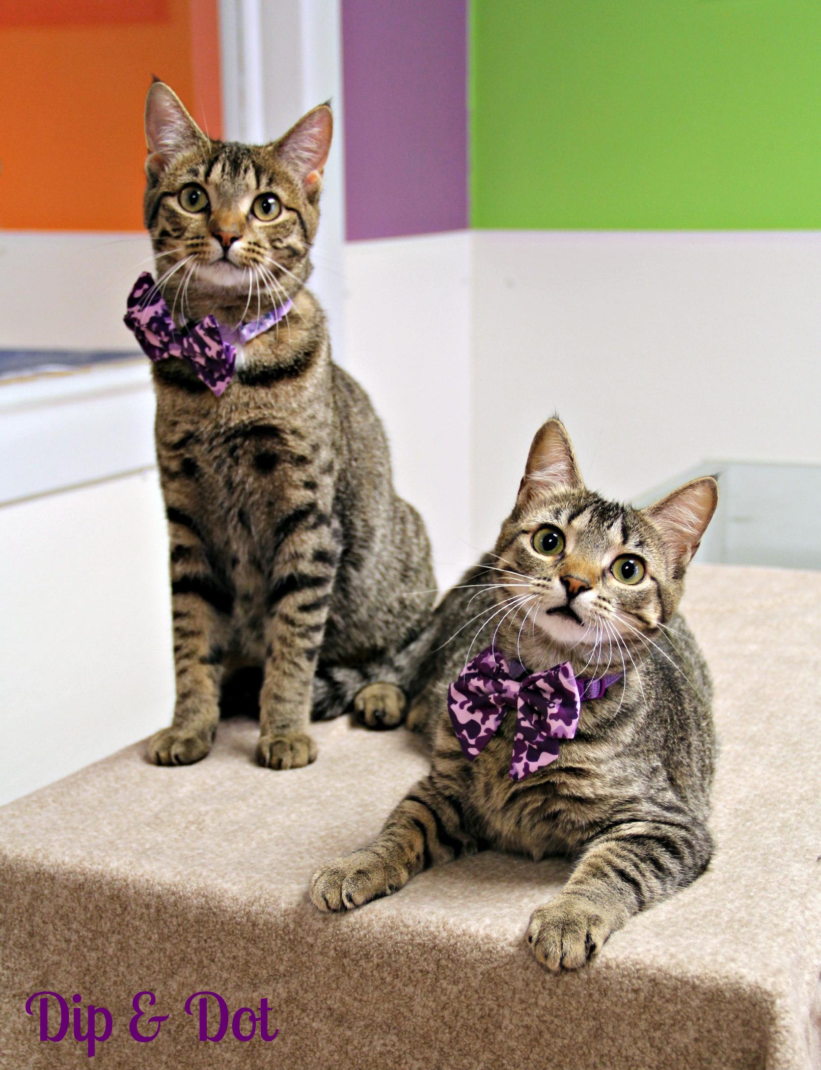 Dot, a Adoptable Domestic Short Hair in Vinton, IA image 1/2